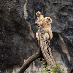 Obraz premium Ling-tailed macaque eating fruit near temple in Thailand