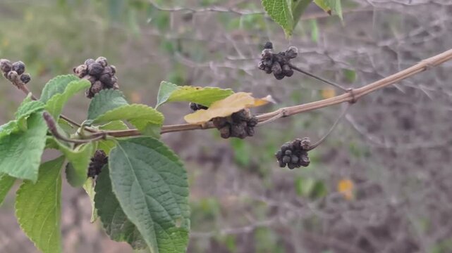 A dried flower from a harvested crop bundle lying in a rural agricultural field, brown and dry plant structure attached to straw, showing the natural texture of a mature crop after harvest, earthy ton