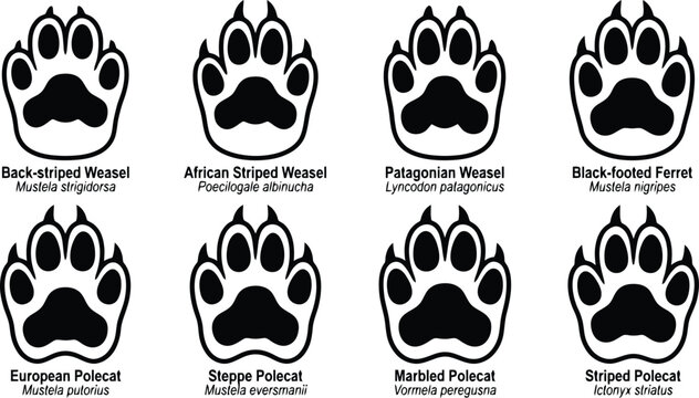 Illustration of various weasel and polecat paw prints with species names and descriptions