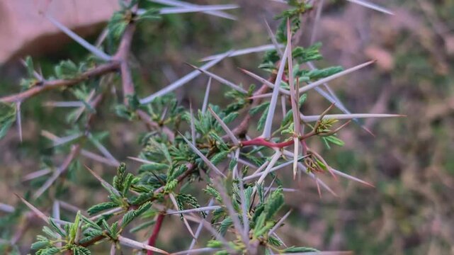 A sharp thorn from a wild Desi Babul tree branch in a natural rural environment, small pointed thorn growing on a rough woody branch with green leaves, close-up macro view highlighting the texture and