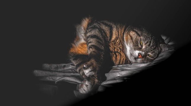 Sleeping tabby cat on bedding in dramatic light