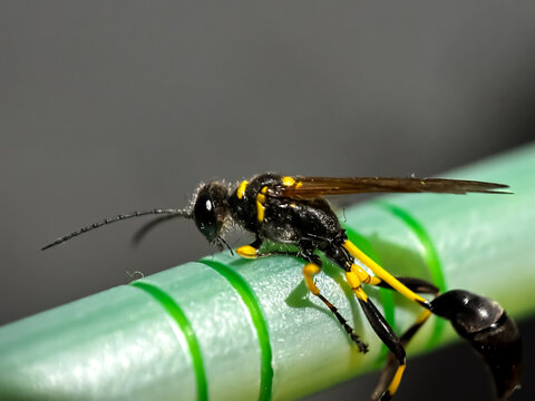 Close up of mud dauber wasp (Sceliphron)