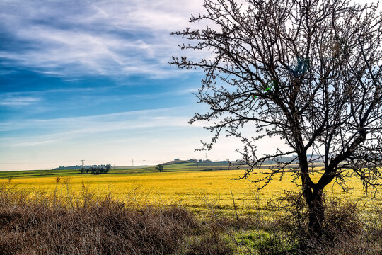 Finales de invierno en los campos de Pinto