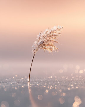 Single Frozen Reed in Winter Sunrise - Dreamy Bokeh Nature Background