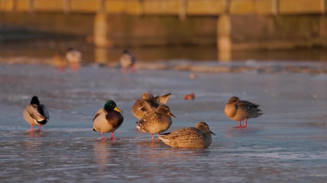 Group of mallard ducks resting on a frozen lake surface near a wooden bridge. Wild drakes and hens in winter habitat during sunset. Natural wildlife scene.