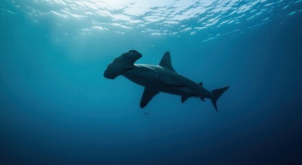 Obraz premium Majestic Hammerhead Shark Swimming Gracefully in Deep Ocean Waters