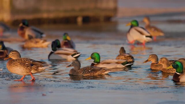 Mallard ducks gathering on a frozen lake shore during a golden sunset. Wild drakes and hens resting in natural winter habitat. Serene wildlife scene.