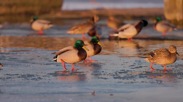 A group of mallard ducks resting on the icy surface of a pond during golden hour. Close-up of wild drakes and hens in their winter environment. Nature.