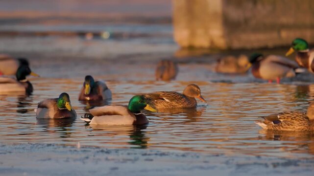 Mallard ducks gathering on a frozen lake shore during a golden sunset. Wild drakes and hens resting in natural winter habitat. Serene wildlife scene.