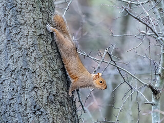 Fototapeta premium A grey squirrel navigating headfirst down a textured mature tree trunk, body arched with agility, alert eye visible, with bare winter branches extending into a softly blurred cool background
