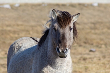 Obraz premium Close-Up of a Polish Konik Horse with Dusty Grey Coat and Dark Mane, Gazing Directly at Camera in Open Pasture