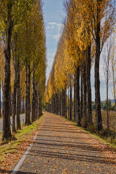 Allee zur Insel Reichenau im Bodensee