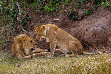 Fototapeta premium Two lion. Loving couple. Lions in the savannah. Masai Mara, Kenya