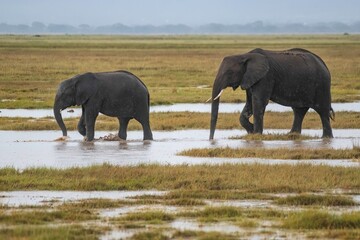Fototapeta premium group of Elephants through wetland in the plain savannah of the Amboseli National Park in Kenya after rainfall