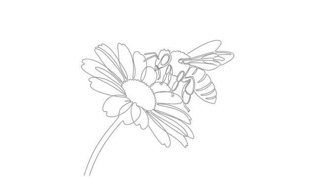 Busy bee collecting nectar from a blooming daisy flower, nature sketch illustration on isolated white background