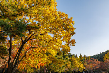 Fototapeta premium Vibrant yellow autumn foliage of a maple tree (Acer pictum) against a clear blue sky