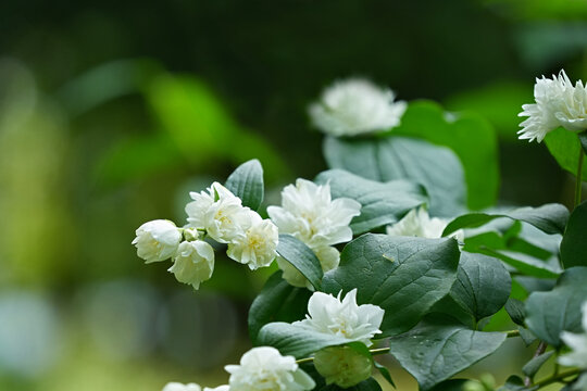 A close-up of a blooming mock orange against a blurred green background