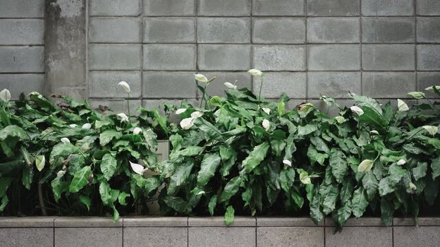 Green plants against concrete block wall natural foliage background