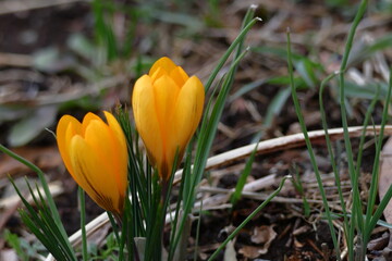 春の訪れを教えてくれる花