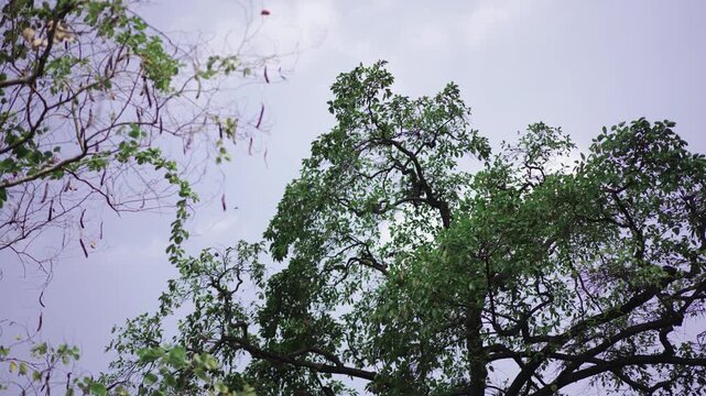 Tree branches and leaves against bright sky natural background