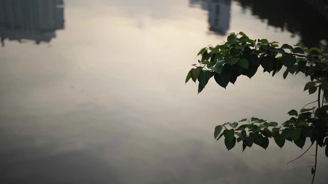 Tree branch with leaves against soft sky natural background