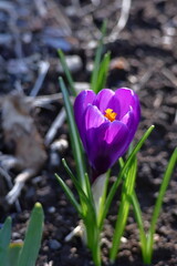 春の訪れを教えてくれる花