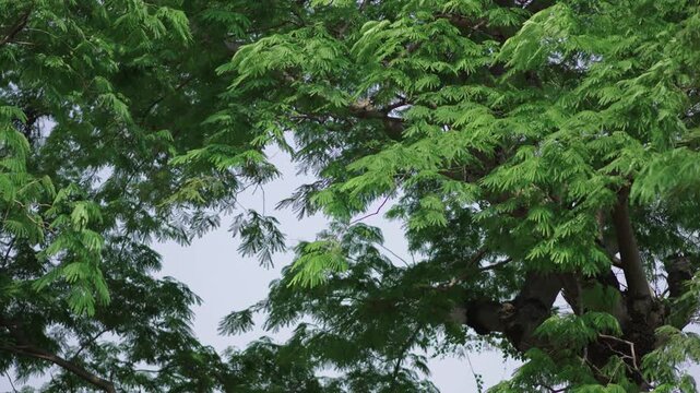 Large green tree canopy natural forest background