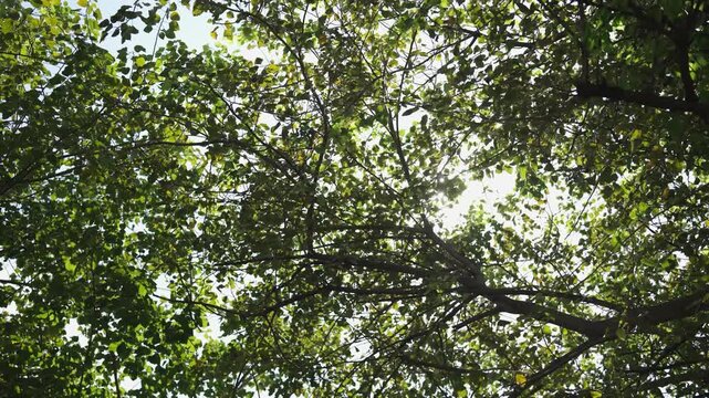 Sunlight shining through green tree canopy natural forest background with light rays