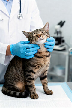 Veterinarian examining a cat in a clinic. Doctor wearing blue medical gloves petting a cute tabby cat. Healthcare and professional care for domestic animal at a veterinary medical office.
