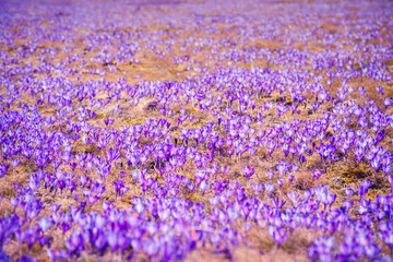 Obraz premium The vast field is adorned with bright purple crocuses blooming in the gentle sunlight of early spring.