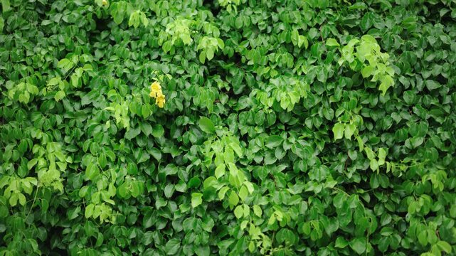 Dense green ivy wall foliage natural plant texture background