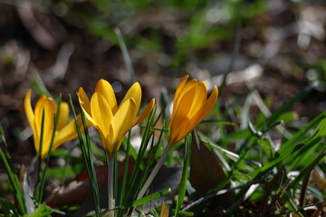 春の訪れを教えてくれる花