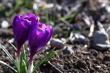 春の訪れを教えてくれる花