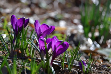 春の訪れを教えてくれる花