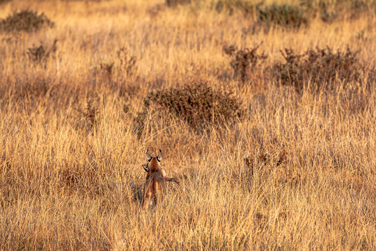 A very rare predator: a caracal caught a rabbit. Amboseli, Kenya