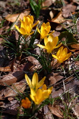 春の訪れを教えてくれる花