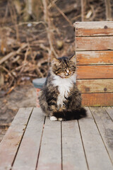 Fluffy tabby cat sitting on a wooden deck in a forest. Domestic feline resting outdoors in nature during autumn. Rural life and animal companion in a countryside house garden setting.