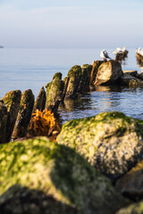 Fototapeta premium Seagulls resting on old wooden breakwater in calm sea. Flock of birds perched on ocean groyne. Peaceful marine landscape with coastal defense structure.