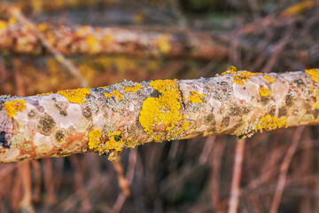 Obraz premium A macro shot of bright yellow and grey lichen growing on a tree branch in the woods.