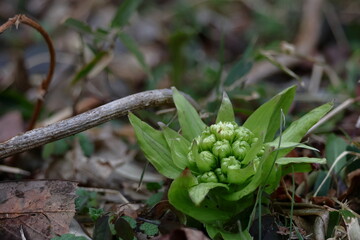 春一番雪の下から芽吹く