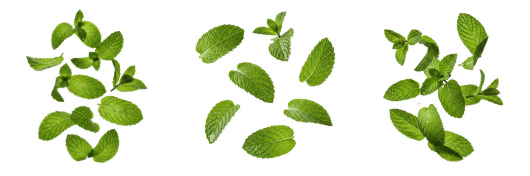  Set of falling fresh green mint leaves isolated on white background