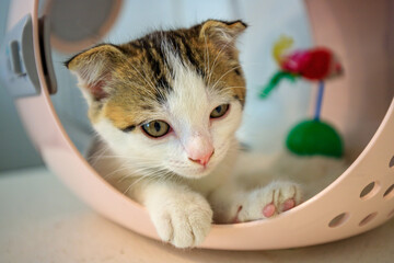 A cute little cat with folded ears. © noppakit rattanathon