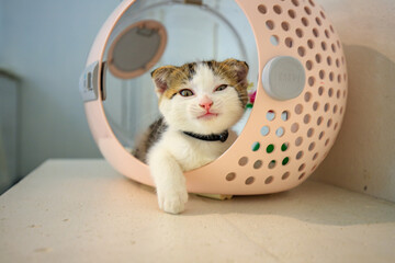 A cute little cat with folded ears. © noppakit rattanathon