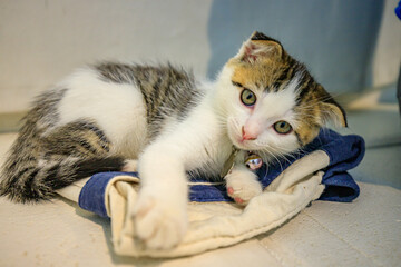 A cute little cat with folded ears. © noppakit rattanathon