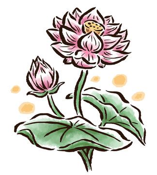 蓮の花　筆タッチ手描きイラスト