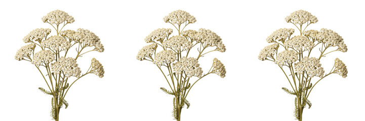 Set of white Yarrow flower bouquets, fresh Achillea millefolium herbal blossoms isolated on white background. © nova
