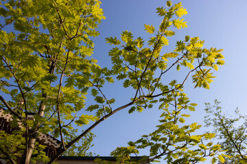 A blue spring sky framed by fresh green leaves. Green tree leaves against a blue sky.