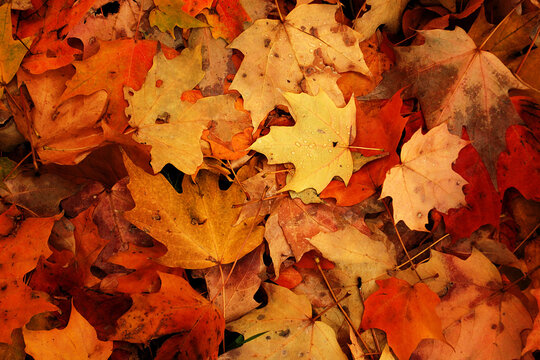 Top view of vibrant orange and brown autumn maple leaves on the ground