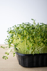 Naklejka premium Fresh Green Microgreens in a Black Container