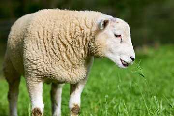 A fluffy sheep grazes peacefully in a vibrant green pasture under natural daylight, enjoying a...